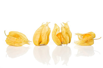 Group of four whole fresh orange physalis with husk in row isolated on white background