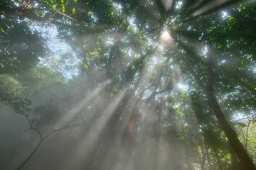 bright sunshine rays shine through green forest trees. Tyndall Effect