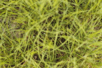 NATURAL WALLPAPER INDIA