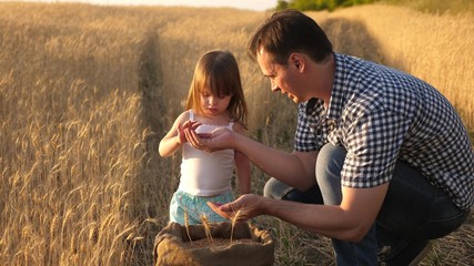 father farmer plays with little son, daughter in field. grain of wheat in hands of child. Dad is an...
