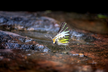 Fivebar Swordtail butterfly in Pang Sida National Park.