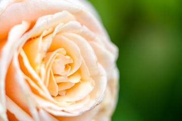 close up of a creamy white rose flower