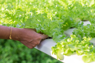 Organic Hydroponic vegetable garden , food background