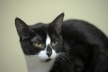 Serious black and white cat