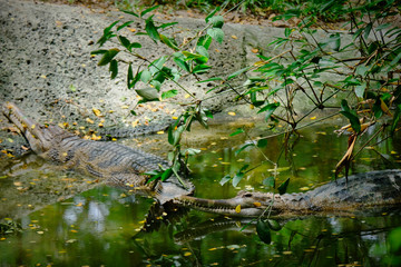 Malayan Gharial or False Gharial in Thai, Thailand
