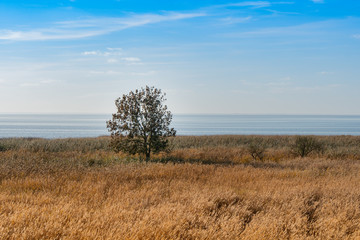 Fototapeta na wymiar Reeds on the shore of the Zalew Szczeciński.