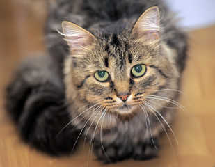 luffy brown cat looking at the camera