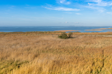 Reeds on the shore of the Zalew Szczeciński.