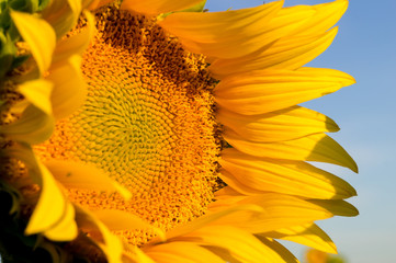 Sunflower flowers in the light of dawn