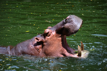 Hippopotamus in water open muzzle, Hippo waiting food in zoo