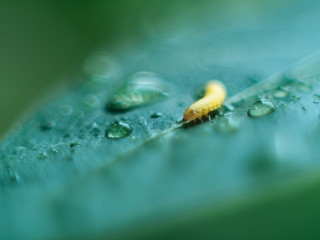 A tiny yellow caterpillar on a leaf, is seen through its transparent skin