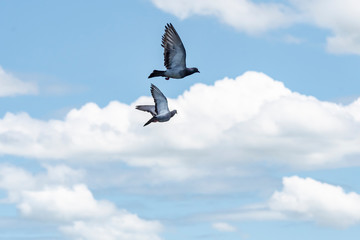 空へ羽ばたく鳩