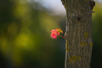 Young leaves  maple. Red-leafed  close-up.  Blurry green background. Copy space. Selective focus.