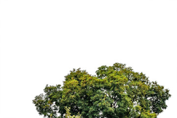 The top of tree on isolated background. Crown or bush with green leaves