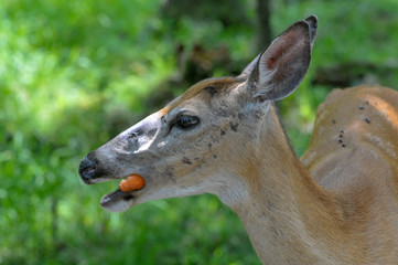 Deer eating carrot in Omega park