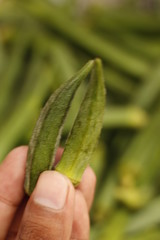 ladyfinger in INDIA is a vegetable is hybrid 