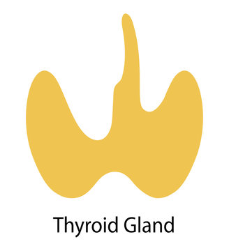 Human internal organ: thyroid gland. Vector image. Flat design