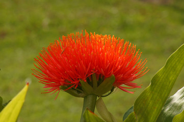 Blüte der Blutblume Haemanthus Coccineus
