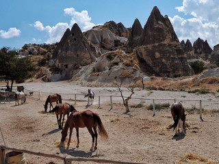 Horses in Cappadocia