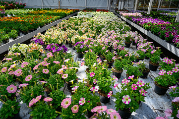 Fototapeta na wymiar colorful flowers in a big green house