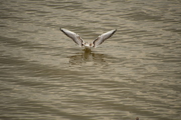 Fototapeta na wymiar Seagull landing in the river water