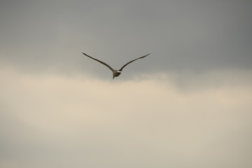 Flying seagull 