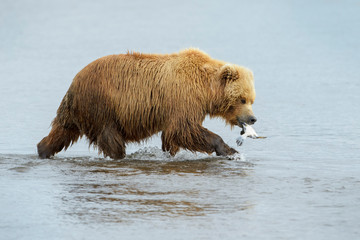 Grizzly Bear (Ursus arctos horribilis) walking in water with flounder in mouth, Katmai national...