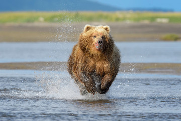 Obraz premium Grizzly Bear (Ursus arctos horribilis) fishing for salmon in river, Katmai national park, USA.