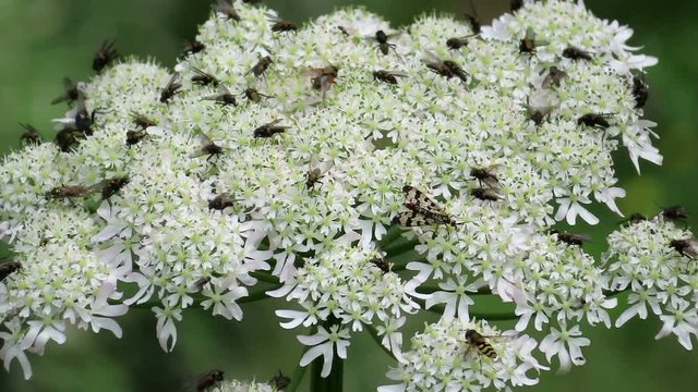 flys and other insects on Masterwort (Peucedanum ostruthium) in Tirol Austria.