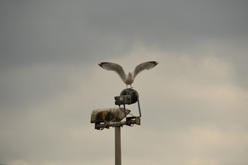 Ready to fly seagull 