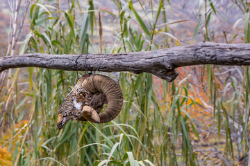 spooky sheep skull hangs over a wooden fence with blurred high grass in the background