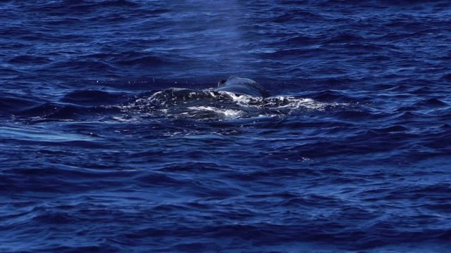 噴気を上げるマッコウクジラの親子　小笠原