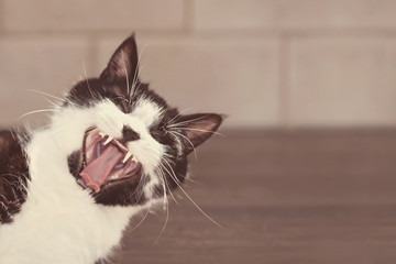 Portrait of a funny black and white cat with open mouth, yawning as if laughing. Positive thinking concept. Sunny tones, close-up, copy space
