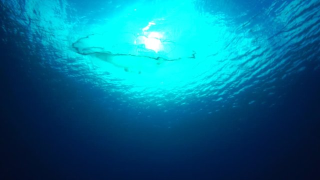 青い海を漂うミズクラゲ　スローモーション