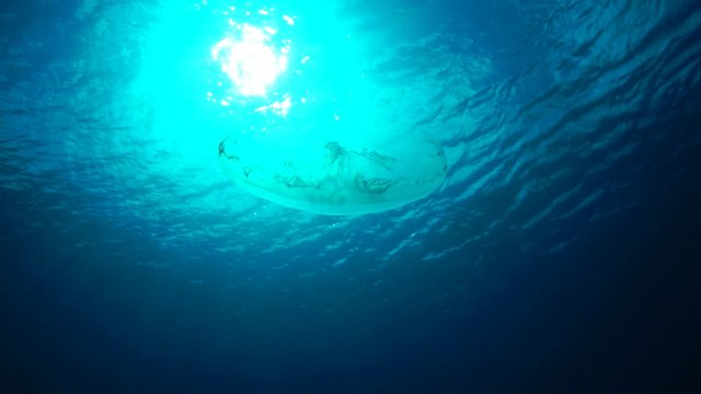 青い海を漂うミズクラゲ　スローモーション