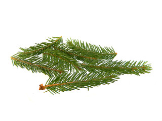 Christmas tree branch isolated on white background