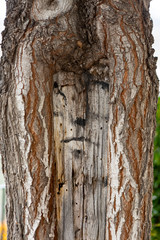 tree with a carved face on the bark