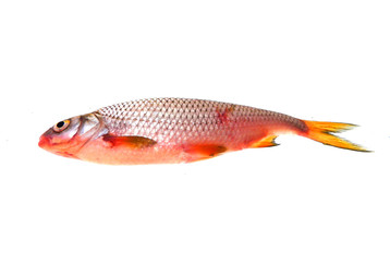 fish isolated on white background