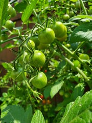 Fresh tomatoes plants. Organic tomatoes in garden