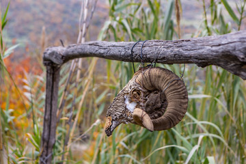 spooky sheep skull hangs over a wooden fence with blurred high grass in the background