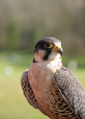 portrait of a falcon