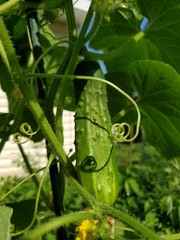Fototapeta na wymiar Fresh green cucumber growing in garden