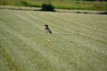 raven on green grass