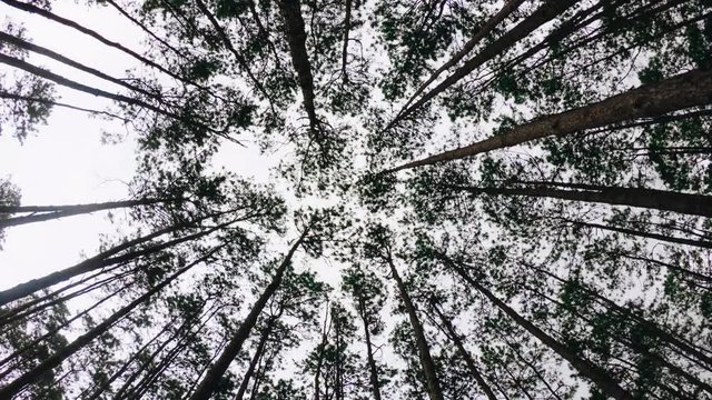 Low Angle View nature landscape Of Pine trees in green forest Time lapse
