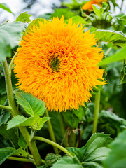 gardens of hanbury hall estate worcestershire england uk