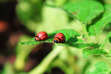 Colorado beetle on the leaves. Close-up. Background.