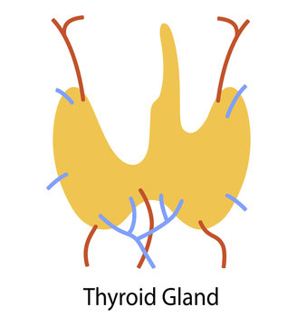 Human internal organ: thyroid gland and circulatory system. Vector image. Flat design