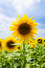 Fototapeta premium Yellow summertime sun flowers and petals closeup