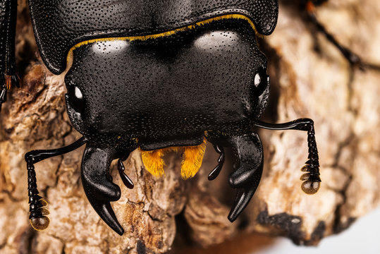 Close-up macro shot male of Lesser Stag Beetle is species of Stag Beetle. His Latin name is Dorcus parallelipipedus.