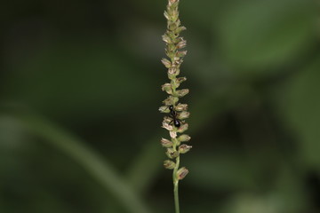 Natural wallpaper green leaf part of plant in rajasthan INDIA . 